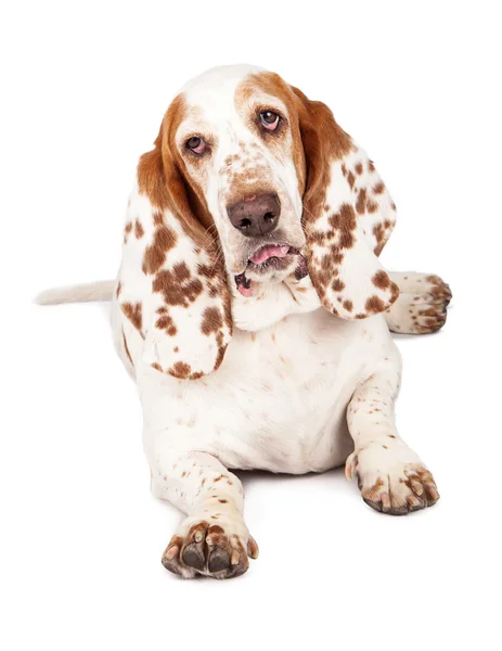 Cute Basset Hound dog — Stock Photo, Image