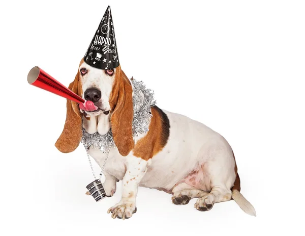 New year Basset Hound dog — Stock Photo, Image