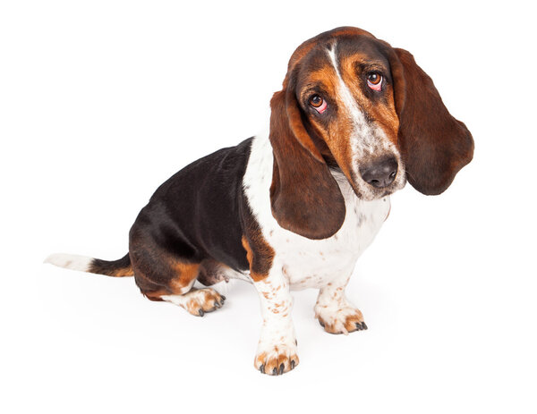 Cute Basset Hound dog