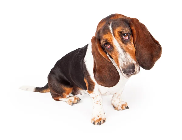 Bonito basset cão cão de caça — Fotografia de Stock