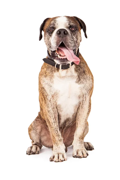 Lustige süße Bulldogge — Stockfoto