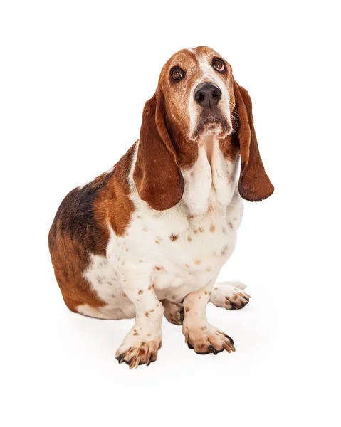 Cute Basset Hound dog — Stock Photo, Image