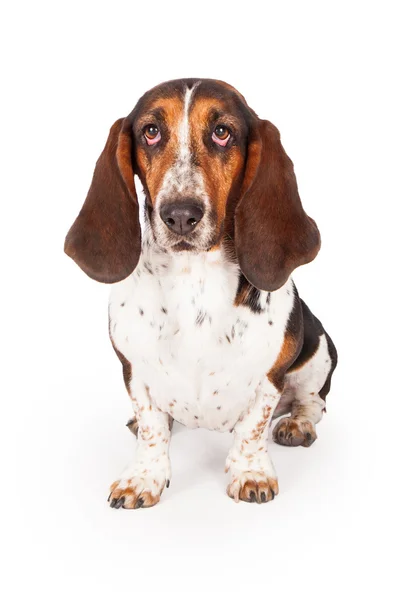 Niedlicher Basset-Hund — Stockfoto