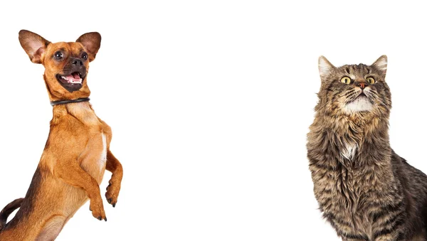 Chihuahua perro y gato tabby — Foto de Stock