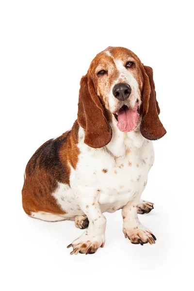 Cute Basset Hound dog — Stock Photo, Image