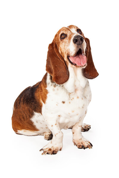 Cute Basset Hound dog