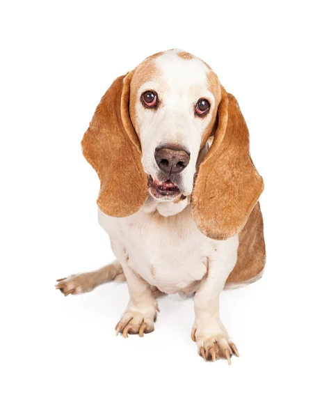 Niedlicher Basset-Hund — Stockfoto