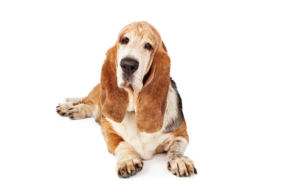 Cute Basset Hound dog — Stock Photo, Image