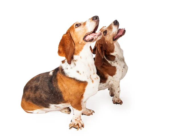 Bonito Basset Cães de caça — Fotografia de Stock