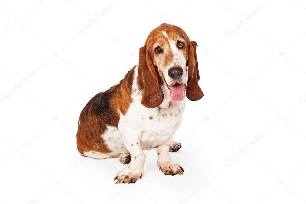 Cute Basset Hound dog