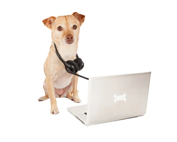 Köpek iş müşteri hizmetleri — Stok fotoğraf