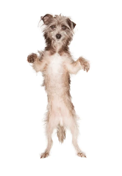 Chien Terrier debout — Photo