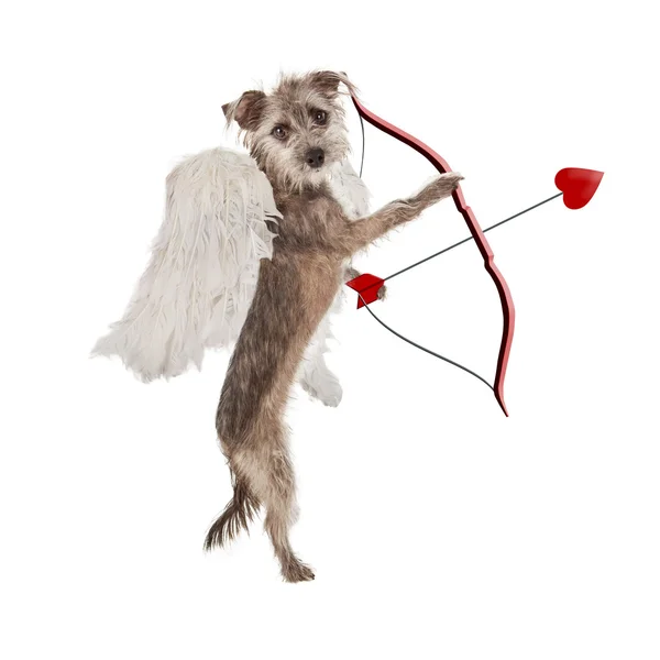 De dag van Valentijnskaarten Cupid hond — Stockfoto