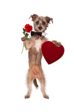 Gül ve kalp kutu çikolata tutan köpek