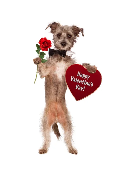 Hond Holding Rose en Valentines Day hart — Stockfoto