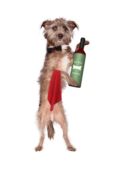 Cameriere cane con vino — Foto Stock