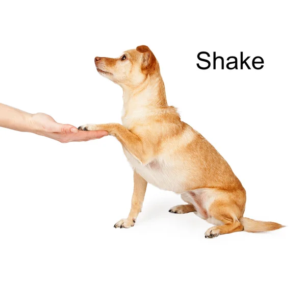 Dog Training Shake Command — Stock Photo, Image