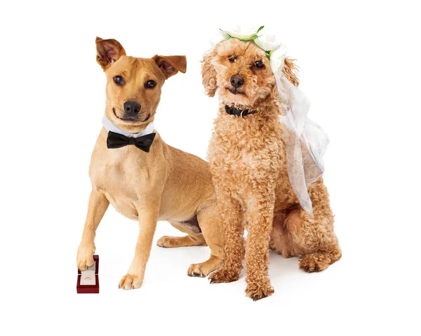 Casamento do cão Noiva e noivo — Fotografia de Stock