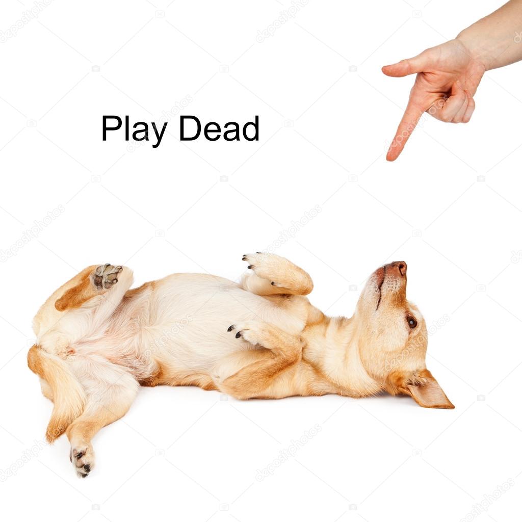 Dog Training Play Dead Command