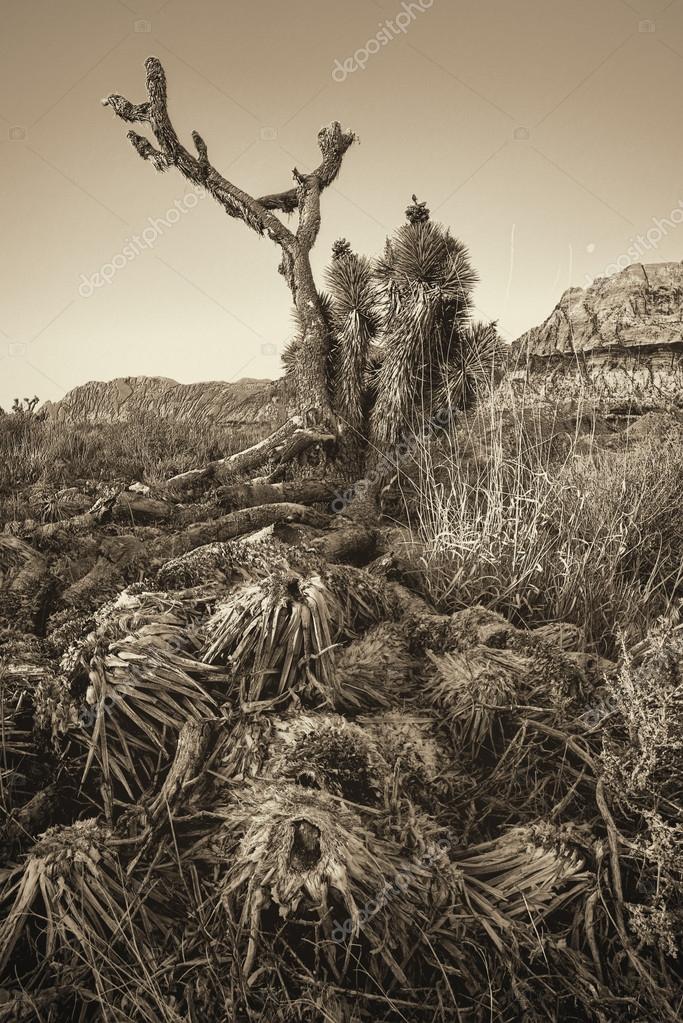 Vintage Old Joshua Tree Roots ⬇ Stock Photo, Image by © adogslifephoto