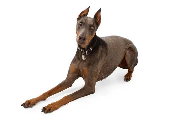 Blue Doberman With Alopecia — Stock Photo, Image