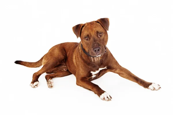 Brązowy Pit Bull pies krzyż — Zdjęcie stockowe