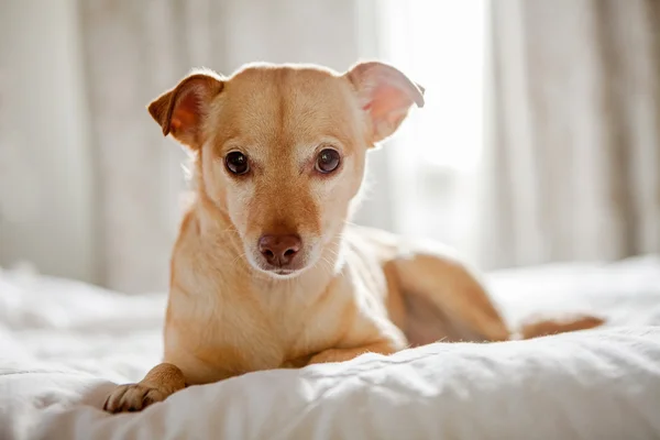 Chihuahua-Hund auf Bett hinterleuchtet — Stockfoto
