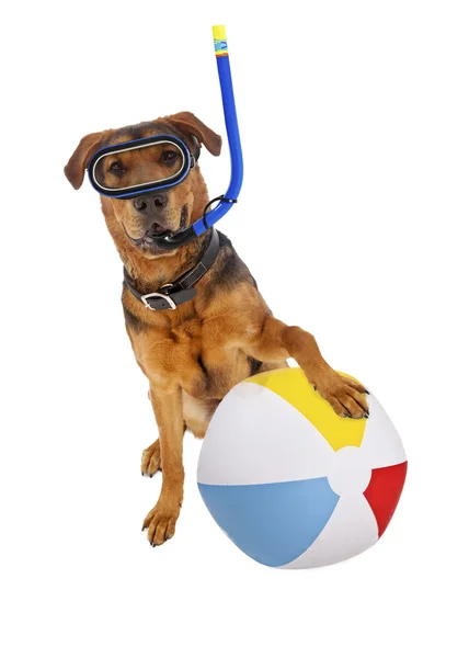 Cão com bola de praia e snorkel — Fotografia de Stock