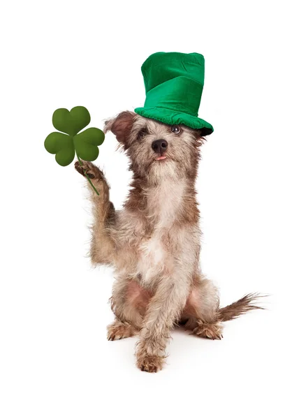 Dog With Clover and Green Hat — Stock Photo, Image