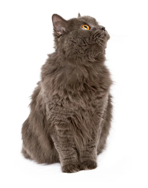 Fluffy Gray Cat Looking to Side — Stock Photo, Image