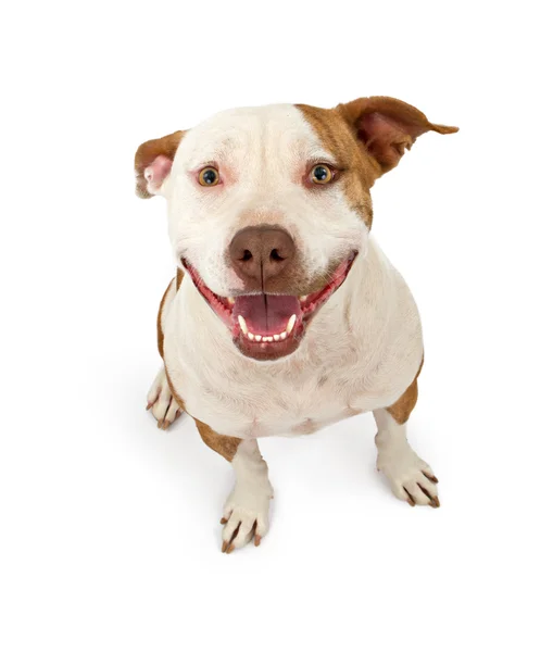 Happy and Friendly Pit Bull — Stock Photo, Image