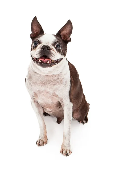 Cão feliz Boston Terrier — Fotografia de Stock