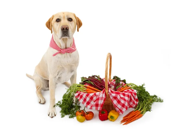 Labrador hund med korg med grönsaker — Stockfoto