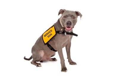 Pit Bull Wearing Service Dog Vest clipart