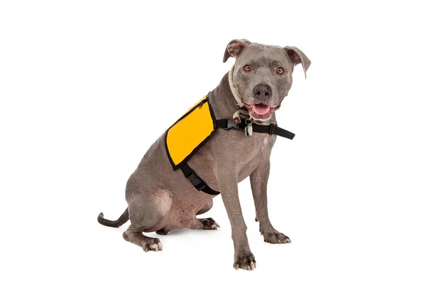 Pit Bull con chaleco de servicio amarillo — Foto de Stock