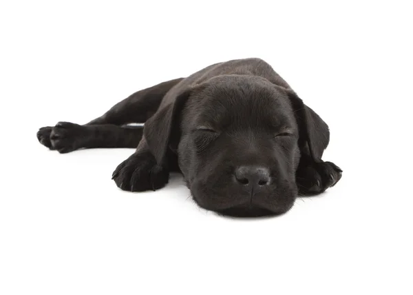 Puppy slapen zwarte Lab Cross — Stockfoto