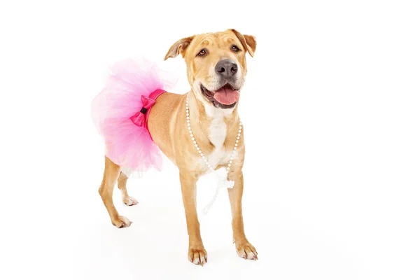 Cane labrador giallo in tutù rosa — Foto Stock