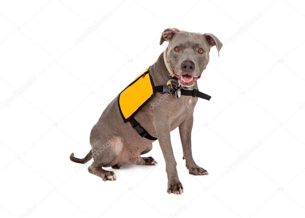 Pit Bull Wearing Yellow Service Vest