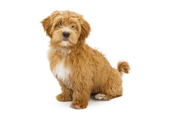 Adorable Fluffy Puppy Sitting — Stock Photo, Image