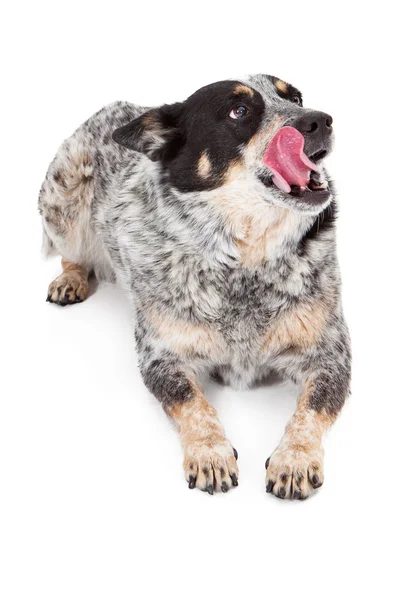 Australian Cattle Dog Lamiendo labios — Foto de Stock