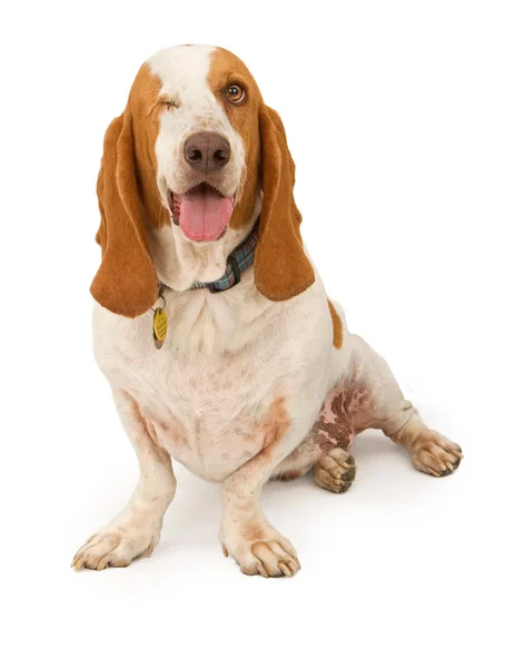Basset Hound perro que falta un ojo — Foto de Stock