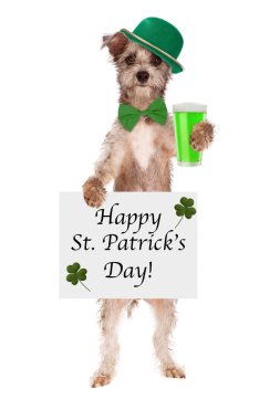 Bira ile St Patricks Günü köpek