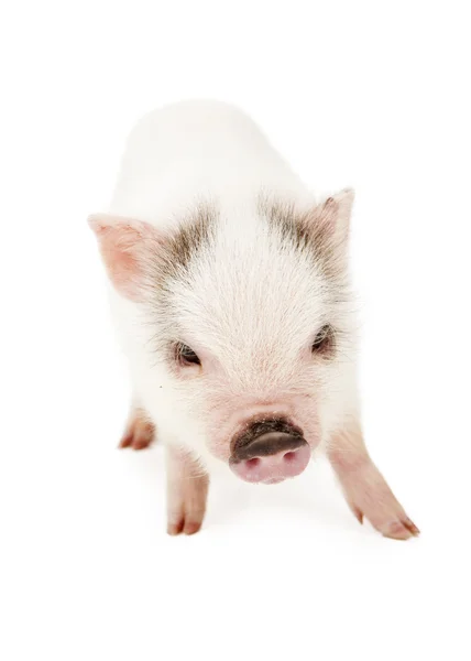 Cute Little Pink Piglet — Stock Photo, Image