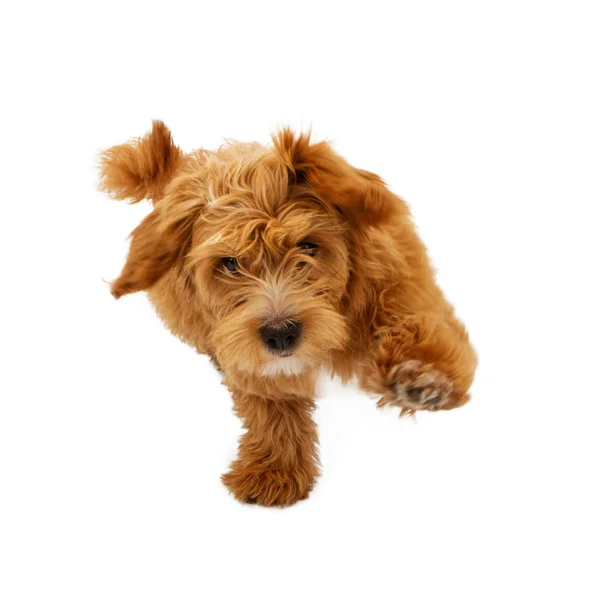Pluizig Puppy die vooruit loopt — Stockfoto