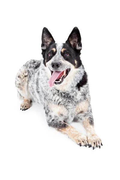 Perro de ganado australiano feliz colocación — Foto de Stock