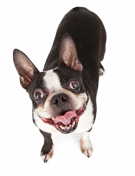 Happy Boston Terrier ser op - Stock-foto