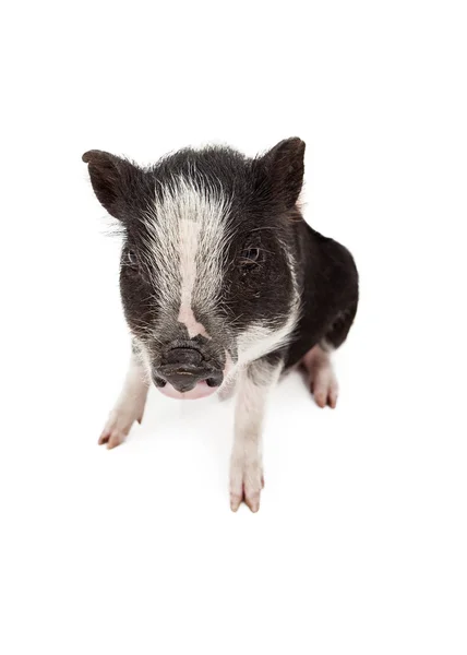 Little Black and White Piglet — Stock Photo, Image
