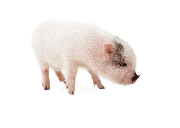 핑크 돼지 측면 보기 — 스톡 사진