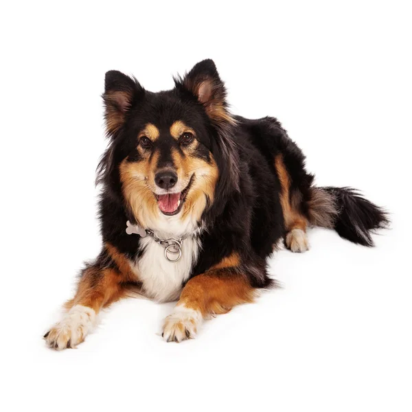 Pretty Australian Shepherd Dog Laying — Stock Photo, Image