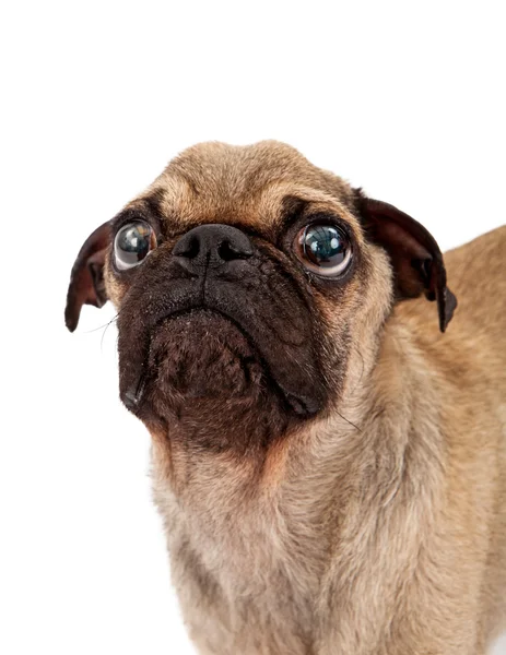 Pug Closeup büyük gözleri — Stok fotoğraf